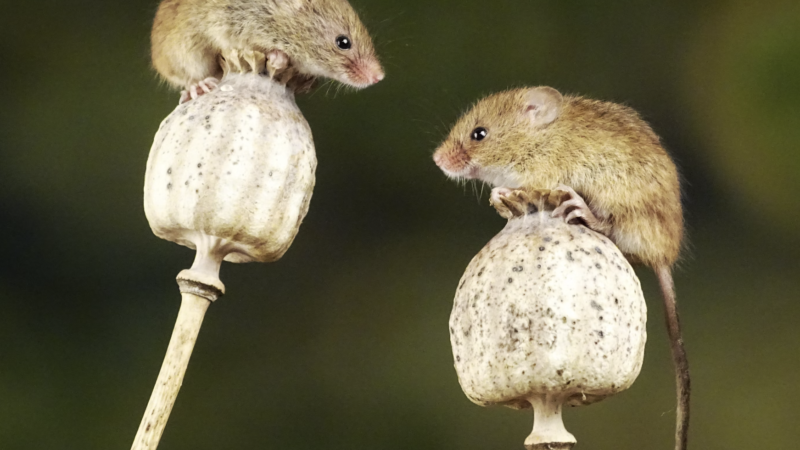 Mice Seen Attempting ‘First Aid’ on Unconscious Companions