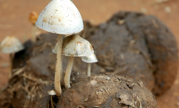 Nitrates and the dark side of intensive organic agriculture