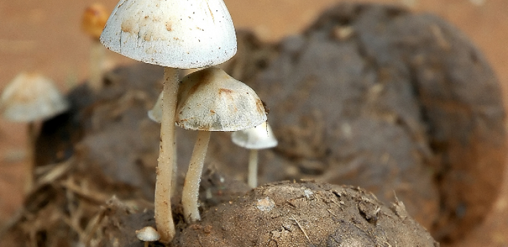 mushrooms-on-manure.png