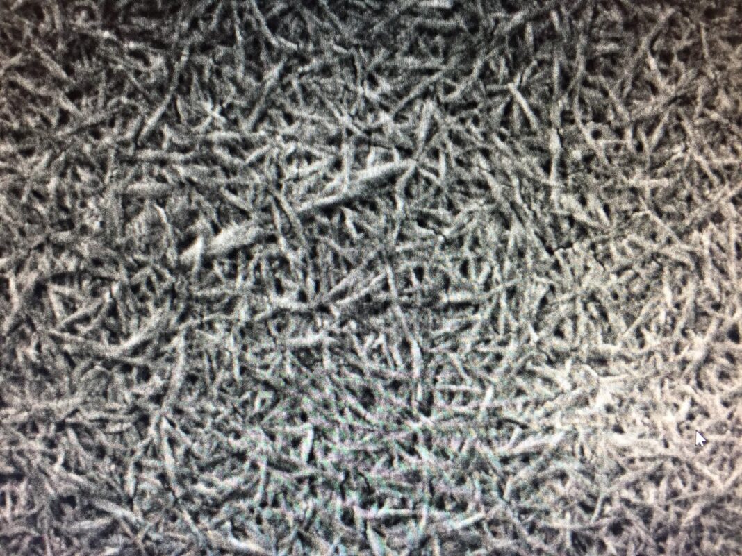 Melodea replaces plastic and aluminum coatings in packaging