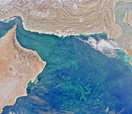 The Arabian Sea’s Deadzone is Bigger than Florida, and it keeps growing