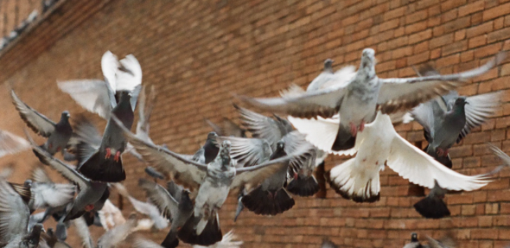 natural-pest-control-pigeon.png