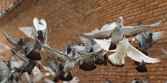 pigeons in the city