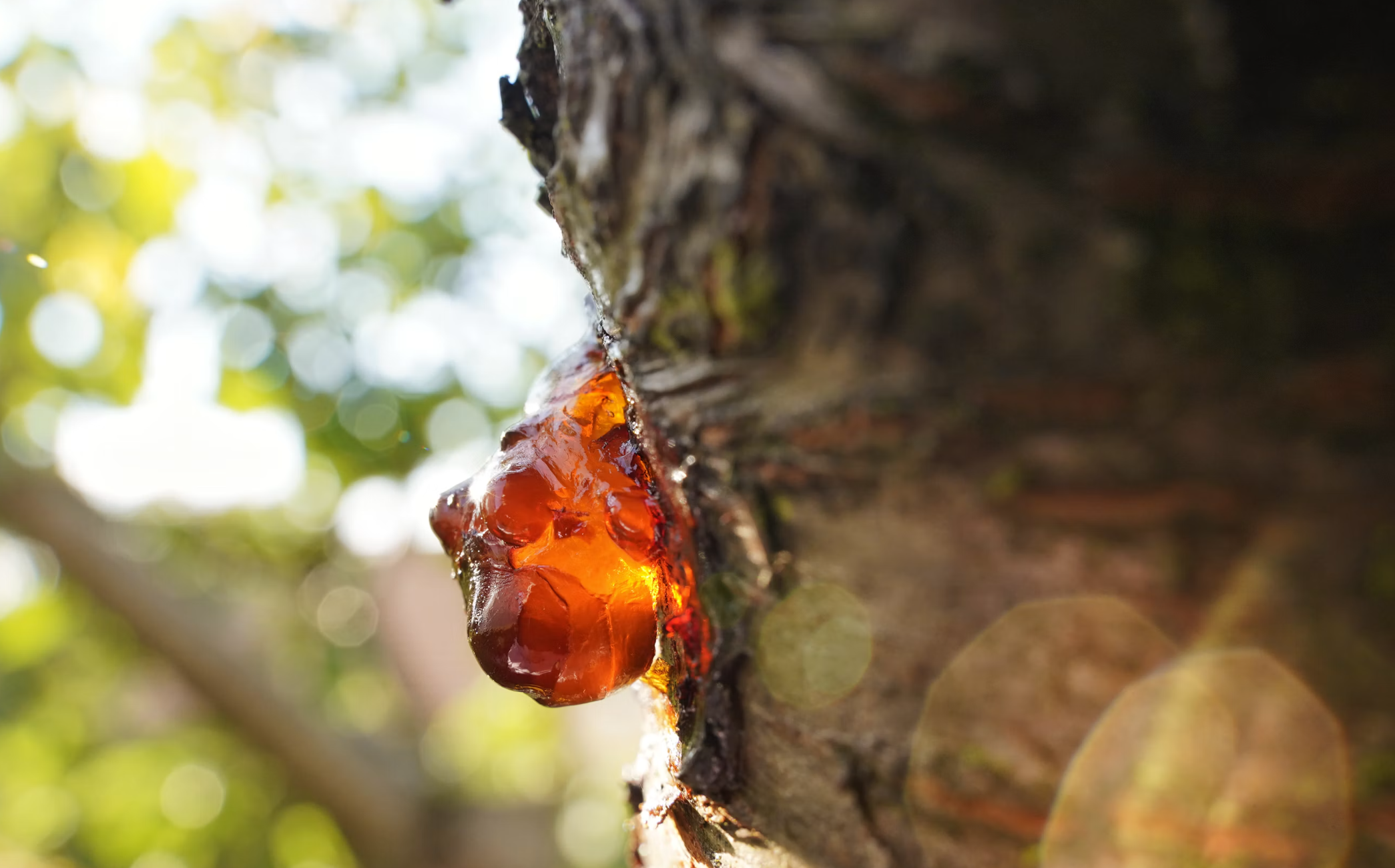 Natural tree resin