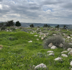 Balanced rain for foraging walks in Israel
