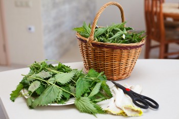 basket of foraged nettles