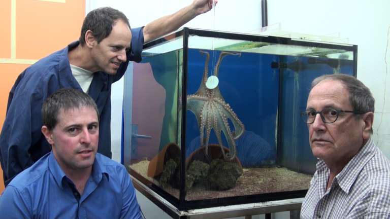 Why the octopus does not get tied in knots