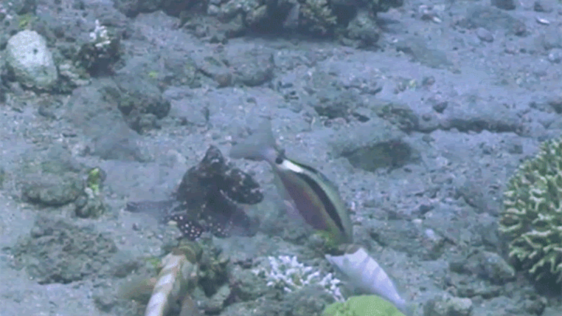 Octopus kicks away freeloading fish