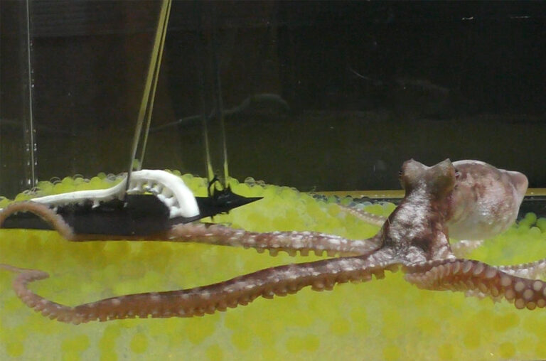 Octopus falls for the rubber arm trick – time to take them off the menu?