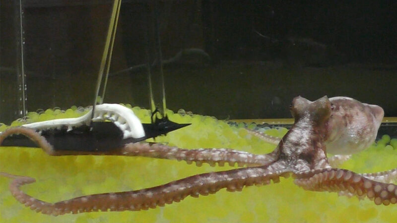 Octopus falls for the rubber arm trick – time to take them off the menu?