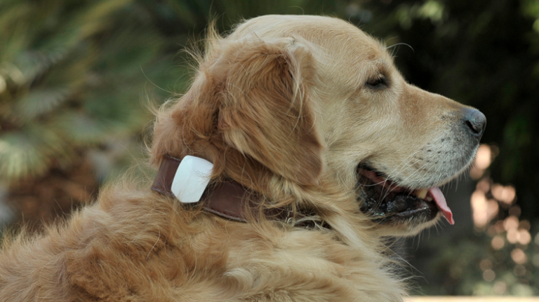Oggii dog collar device lets you know if pet is happy and healthy