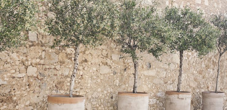 olive-trees-in-pots.jpg