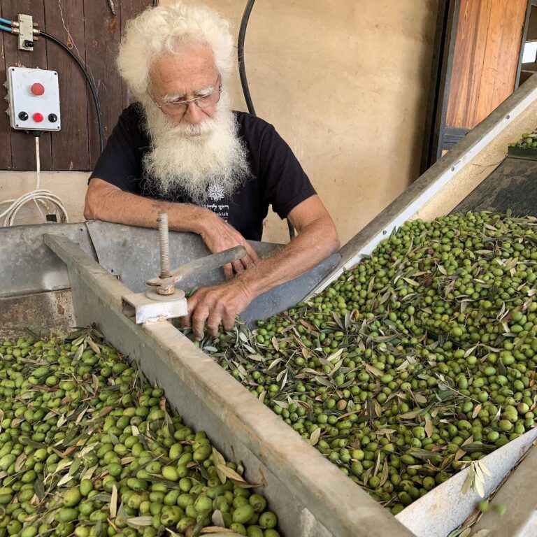 How to preserve olives the natural, fermented way
