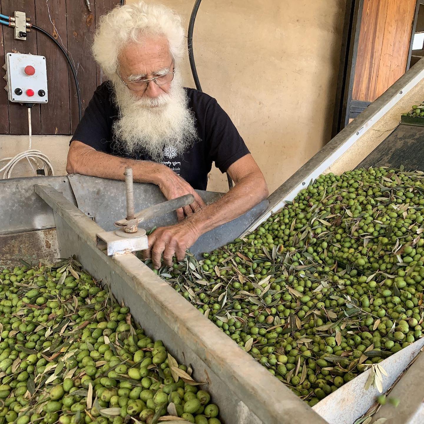 Olive processing on a Farm to Table visit