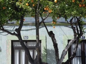 Tel Aviv is giving away free fruit trees to turn the city into an urban edible forest