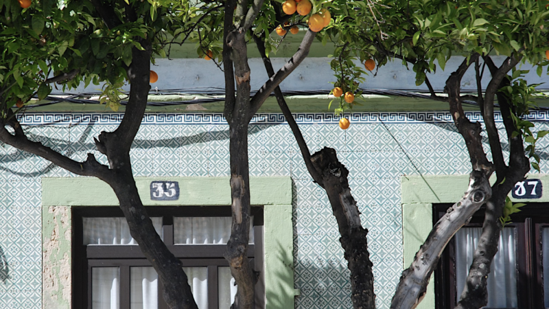 Tel Aviv is giving away free fruit trees to turn the city into an urban edible forest