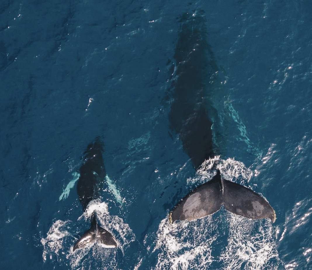 Why are orcas sinking boats in Spain?