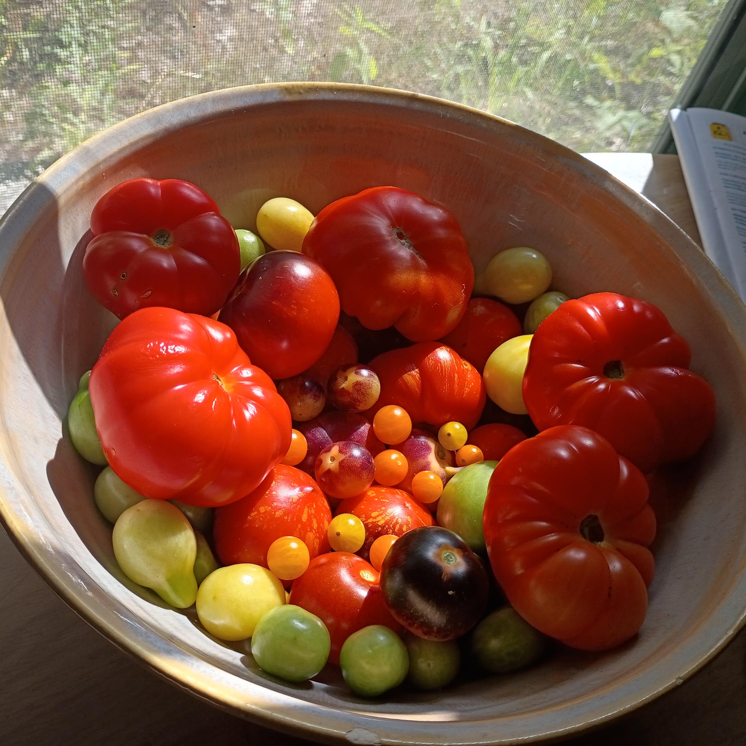 A bounty of tomatoes