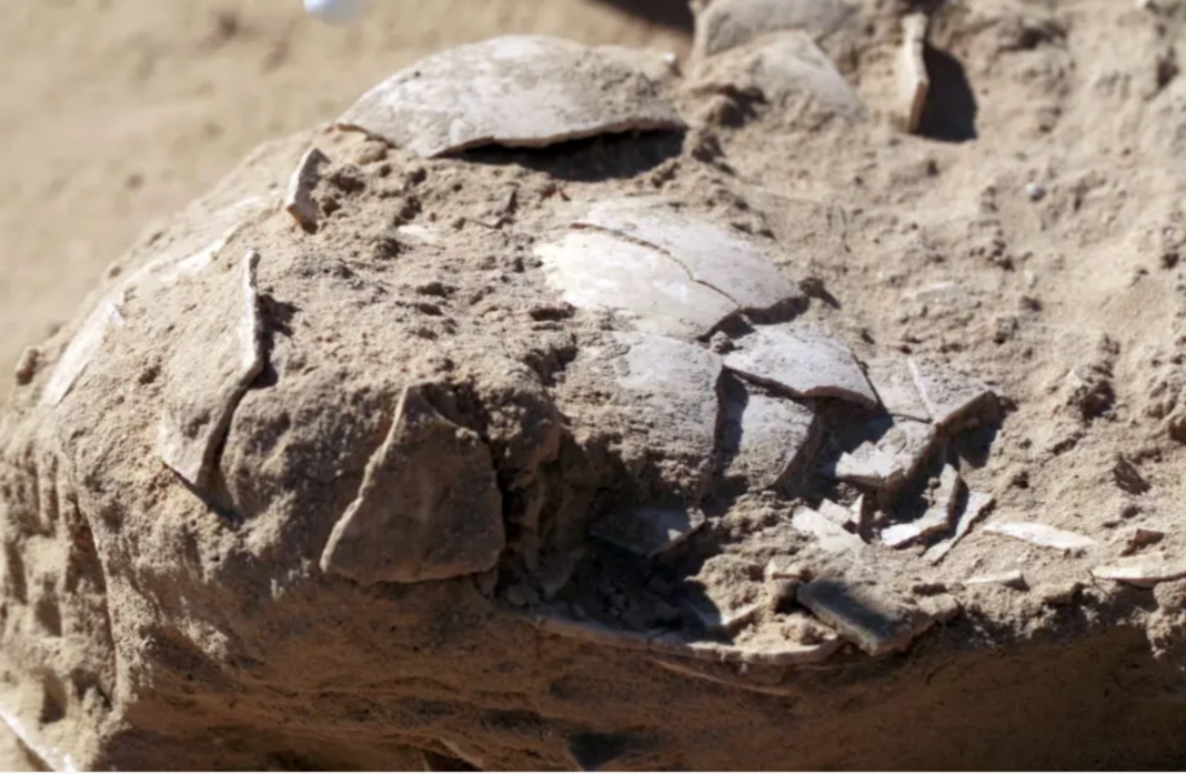 Ancient ostrich eggs found in 4000-year-old fire pit