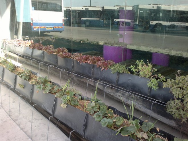 garden guerrillas attack tel aviv bus station