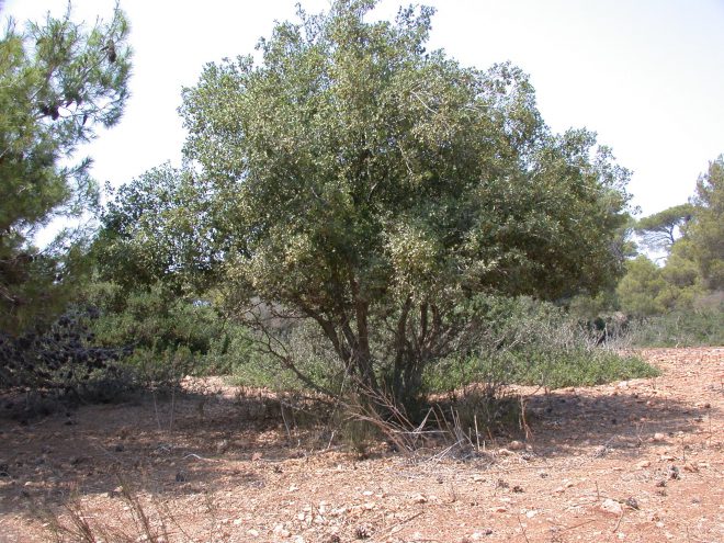 Palestine Oak