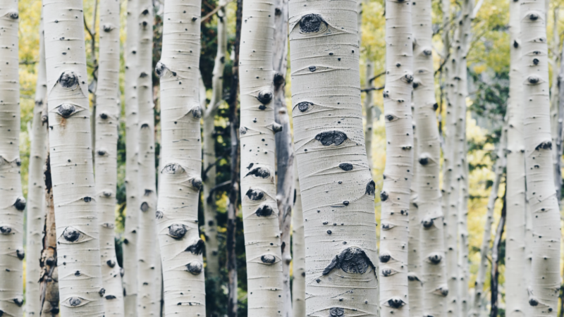 Pando aspen forest in Utah is one of world’s oldest beings