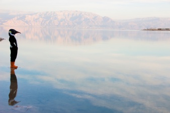 Penguins swim the Dead Sea and walk Israel’s desert?