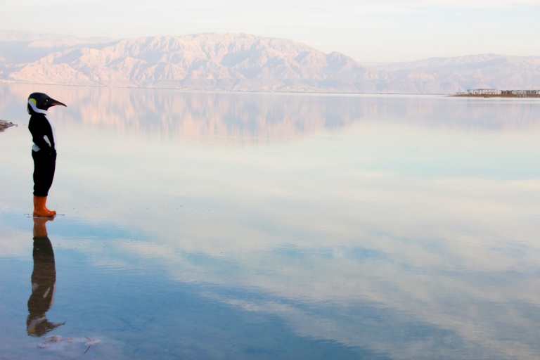 Penguins swim the Dead Sea and walk Israel’s desert?