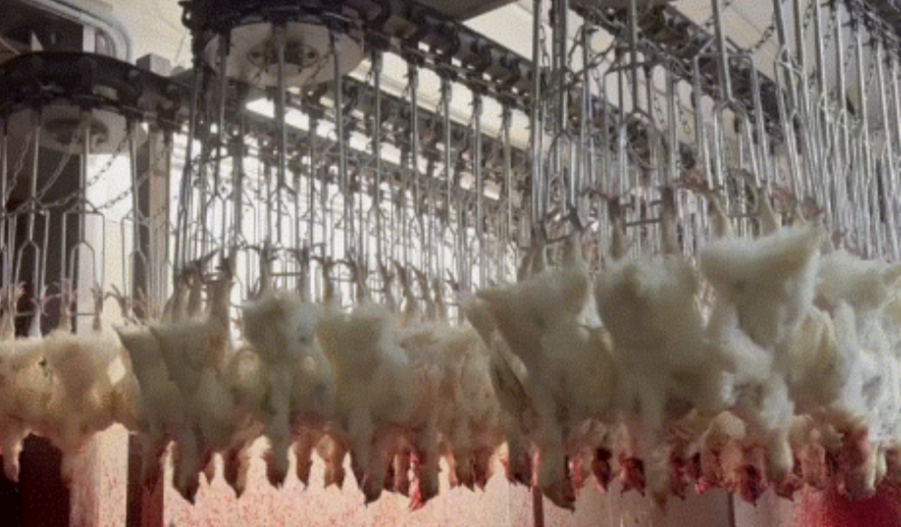 Farmer Focus chickens, via PETA
