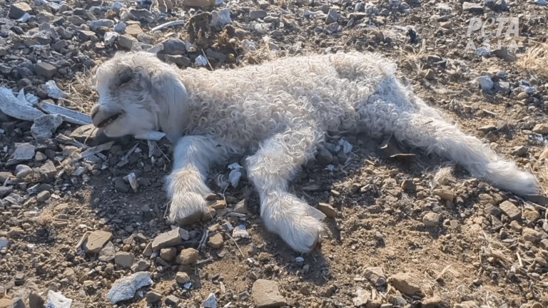 Zentera drops “ethical wool” claim after peta exposé into zq-certified farms