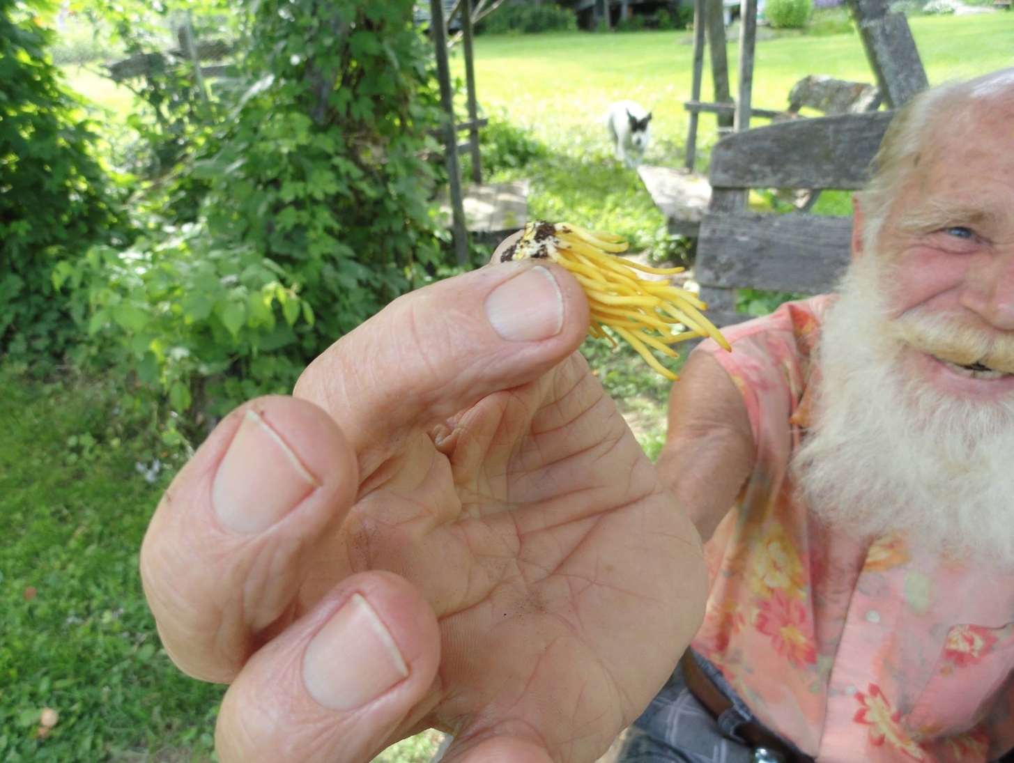 Peter Steele mushroom