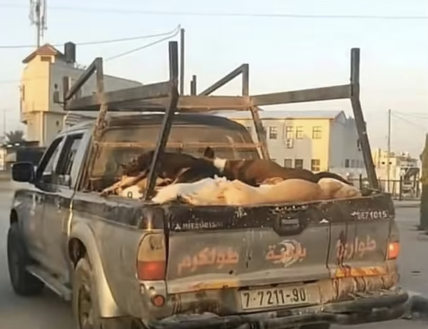 pickup truck, dead dogs, Hebron bounty
