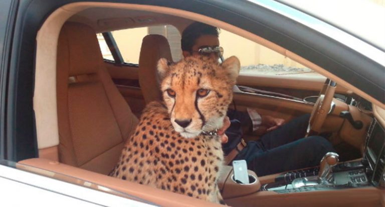 UAE bans private ownership of wild and exotic animals