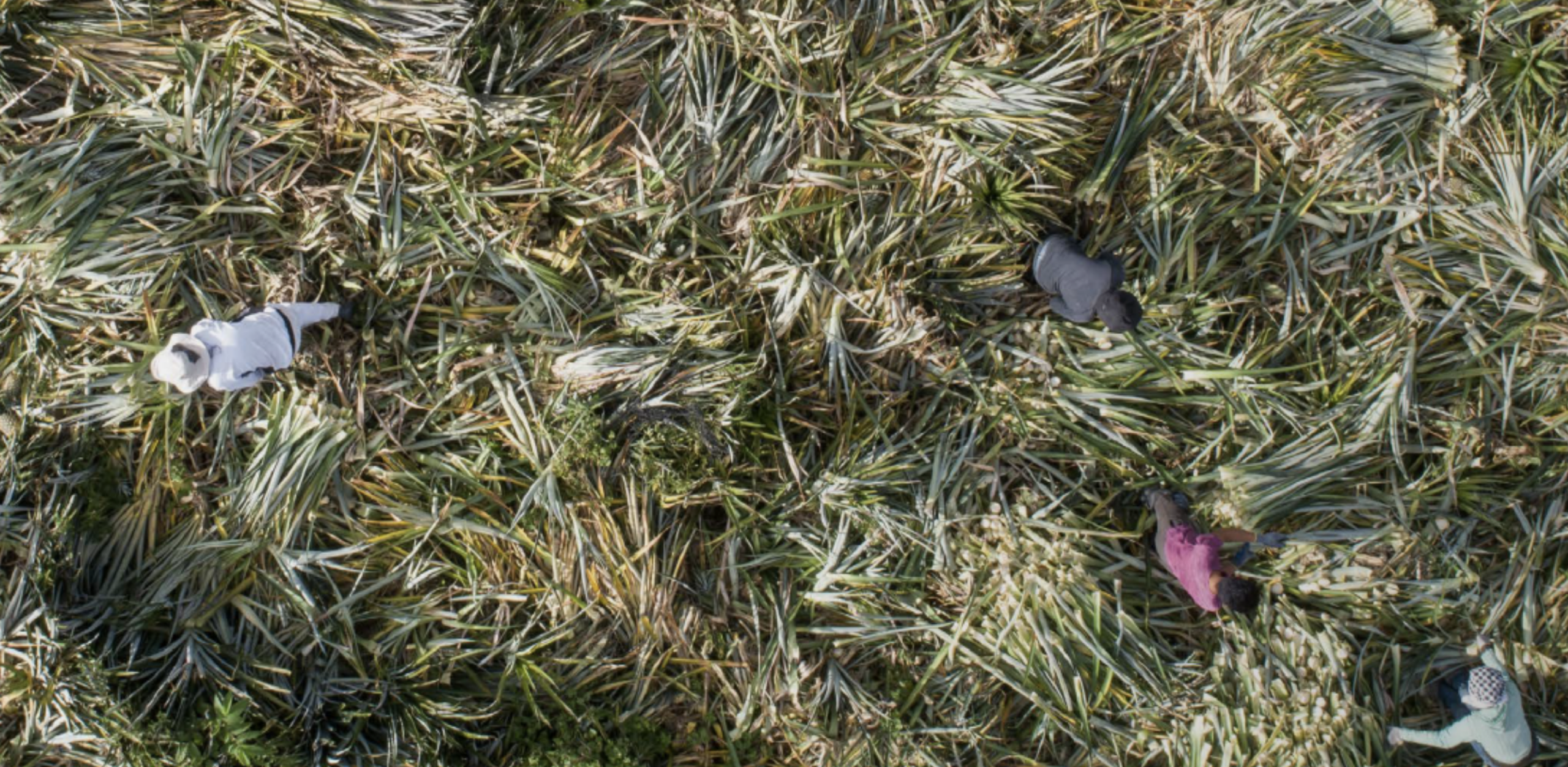 Stella McCartney supports the use of sustainable materials without the risk. A smart business model or a parasitic approach to sustainable fashion?