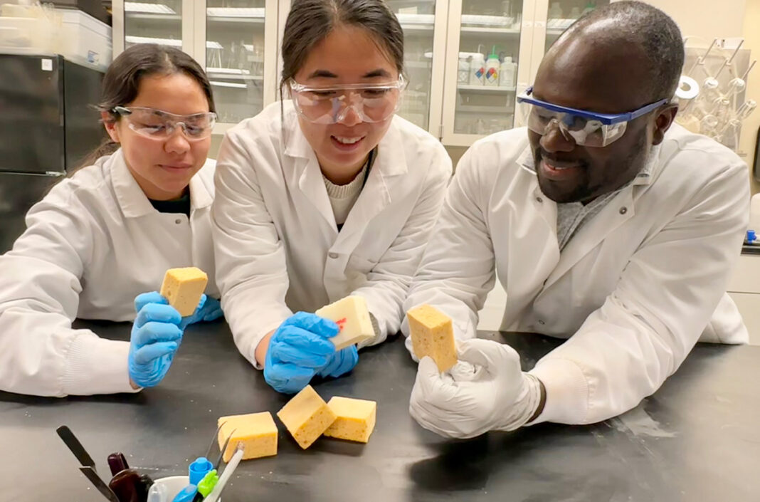 Forming pine trees into bio-plastic foam