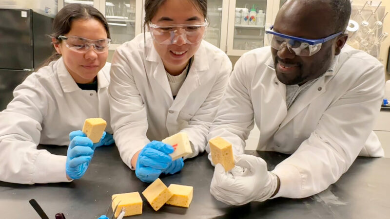 Forming pine trees into bio-plastic foam