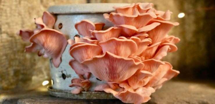 pink-oyster-mushroom-1.jpg