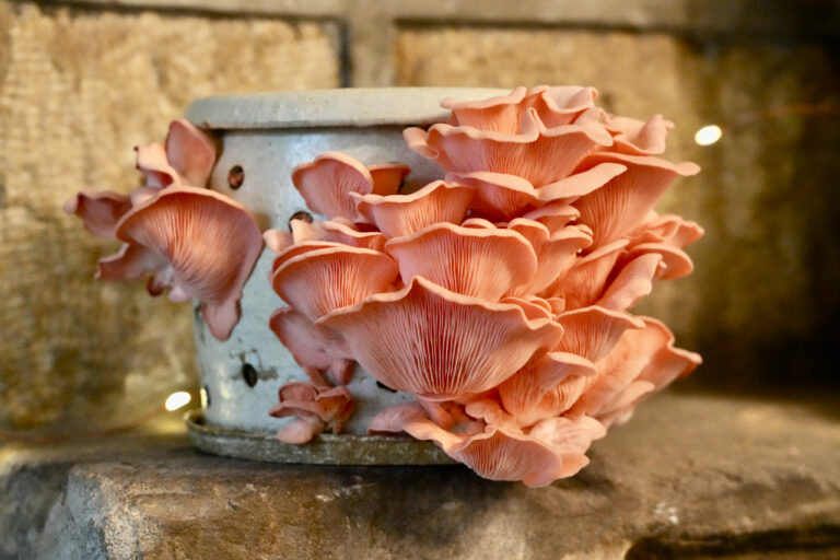 Carrot Waste Could Be Your Next Oyster Substrate –– Mycelium Protein Beats Soy in Taste Tests