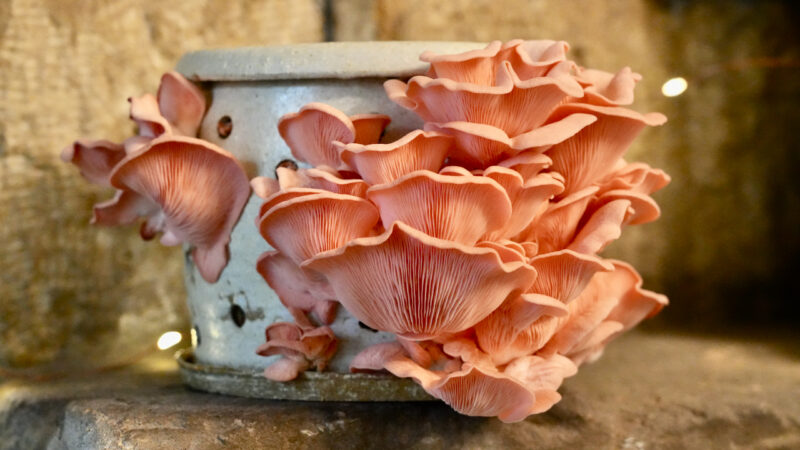 Carrot Waste Could Be Your Next Oyster Substrate –– Mycelium Protein Beats Soy in Taste Tests