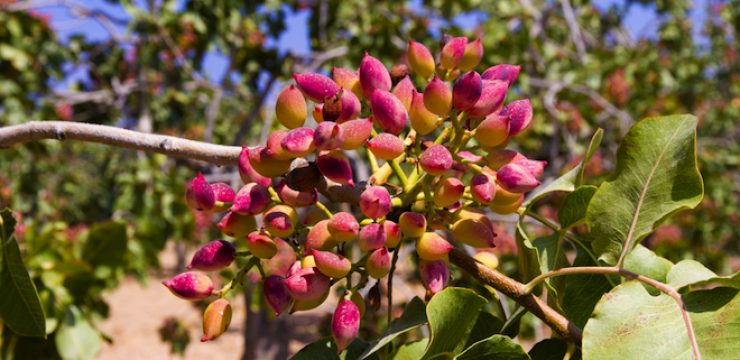 pistachio-tree.jpg