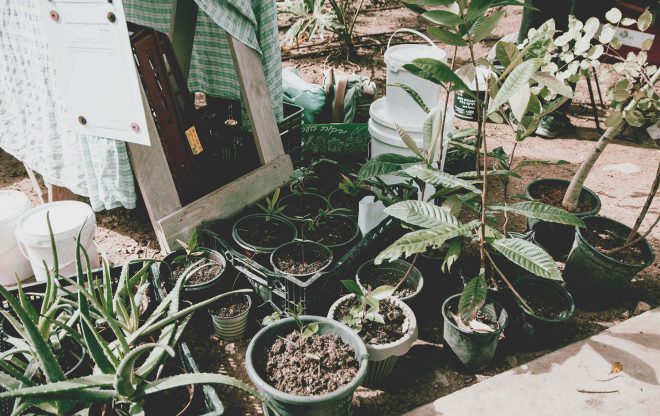 plant sharing all the seedlings in Tel Aviv