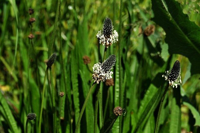 Plantain leaves are edible for a short time in spring, while they’re still small and tender. Mature leaves are too tough to enjoy as a vegetable. The great thing about plantain is its multiple uses as medicine, its numerous potential health benefits, and its versatility (it can be naturally processed to extract flavanoids, tannins, and terpenes in bulk.) Plantain soothes inflammations A poultice of crushed plantain leaves, or a cotton pad soaked in strong plantain tea and applied to the irritated part brings down insect bites, rashes, acne, hemorrhoids, or swellings around wounds. For example, a gargle of plantain tea will reduce the swelling and pain in the mouth after a tooth is removed.