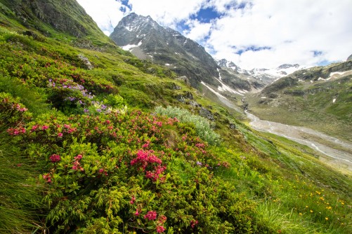  Rhododendron ferrugineum (rusty-leaved alpenrose) on the western slopes of Mount Schrankogel in Tyrol (Austria) in front of Bockkogel.« Rising Plant Extinction Rates on European Mountain Summits Previous 