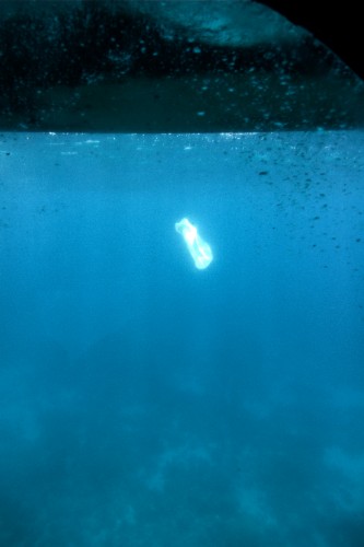 plastic_bag_over_red_sea_coral