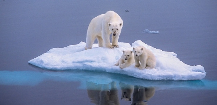 polar-bear-global-_3339474b.jpg
