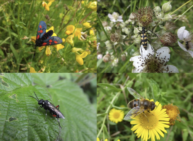 variety of garden polinators