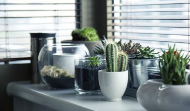 NASA suggests these plants in your home to live longer