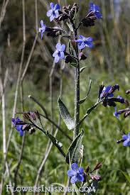 blue prickly alkanet