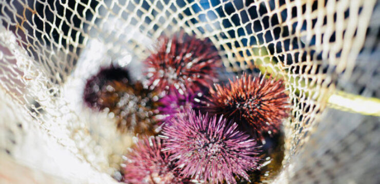 purple-sea-urchin-Paracentrotus-lividus.jpg