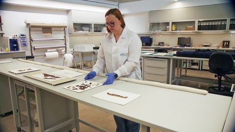 Dead Sea Scrolls, AI Dead Sea Scrolls, artificial intelligence archaeology, Qumran caves, Israel Antiquities Authority, Professor Mladen Popović, ERC Advanced Grant, ancient manuscripts, Hebrew Bible, parchment scrolls, scribes, paleography, codicology, ancient Judea, archaeological research, machine learning, chemical analysis, biblical archaeology, Dead Sea Scroll fragments, Qumran, Israel
